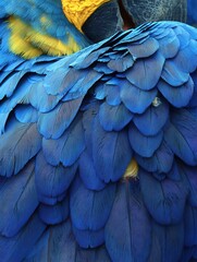 Fototapeta premium A close-up of vibrant blue parrot feathers with a hint of yellow, showcasing the intricate patterns and textures that make these birds' plumage so striking