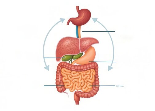 Human Digestive System Anatomy Illustration