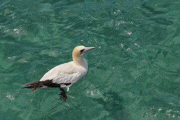 gannet
