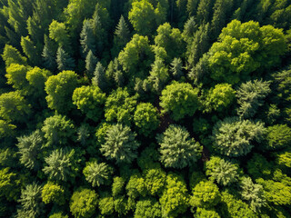 Aerial view of a dense green forest in summer with thick tree canopy and rich foliage forming natural patterns under soft sunlight for a vibrant seasonal atmosphere, the texture of