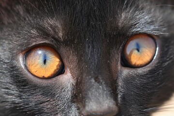A close-up of a black cat's mesmerizing eyes, showcasing their striking orange hue that captivates the viewer