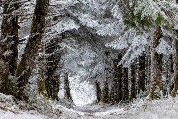 Obraz premium A Serene Forest Path in Frosty Delight