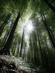 Obraz premium A Glimpse of Sunlight Piercing Through the Forest's Verdant Embrace