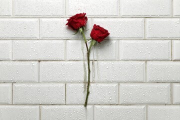 Two Red Roses Against a White Brick Wall