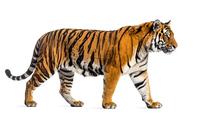 Full body tiger in stride showing natural fur pattern and motion