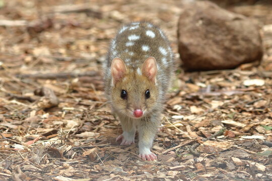 eastern quoll
