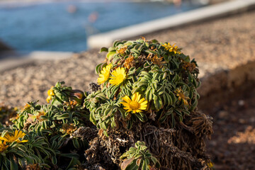 yellow flowers on the beach