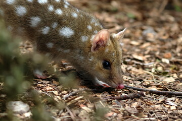 eastern quoll