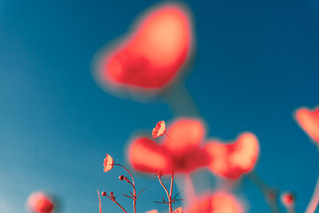 Vivid buttercup flowers against a blue sky, with a vivid infrared pink edit