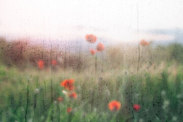 Spring flowers and blooming trees viewed through foggy glass with water droplets. Soft focus, dreamy seasonal background perfect for wallpapers and mood visuals