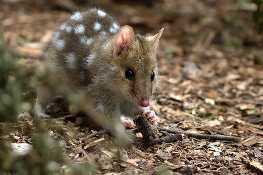 eastern quoll