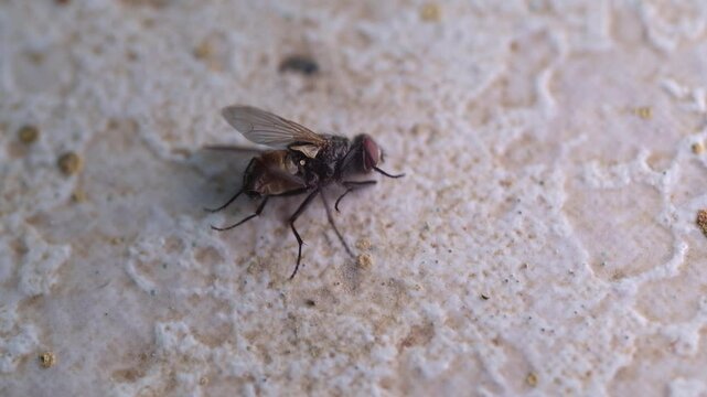 Cinematic Footage of housefly dying on the floor. Macro shot of pest animal on cement floor due to being sprayed with insect repellent. Tiny animal in macro perspective. High Quality 4K Resolution