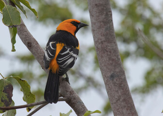 Orange Oriole Icterus auratus small colourful bird with orange and black markings feathers plumage shows back of wings beak and face in side profile in tree