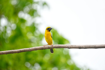 A Yellow bird or Weaver Bird on branch tree.