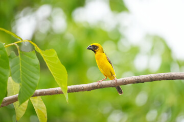 A Yellow bird or Weaver Bird on branch with leaf tree and blurred background.