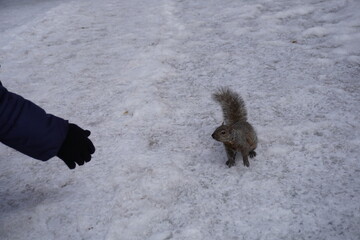 Squirrel in a park on a winter day
