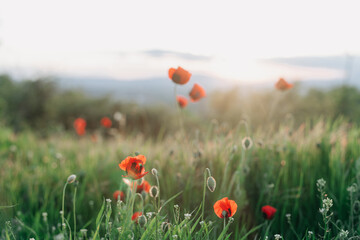 Wild poppies blooming in a meadow at sunset. Soft focus, warm tones, natural spring background perfect for seasonal wallpapers and emotional design visuals