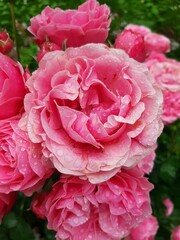 Pinkfarbene üppige Rose nach dem Regen