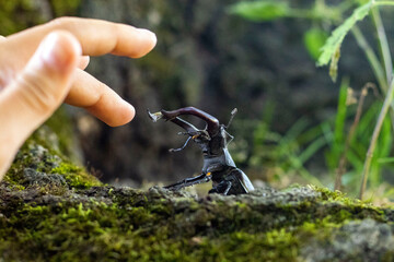 stag beetle 