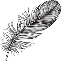 Obraz premium Feather drawing black and white illustration detailed bird quill pen ink sketch design element vector art on transparent background