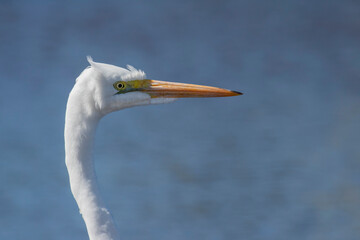 Great White Egret close up portrait of neck face and long beak - bill showing curved neck yellow eye and white plumage feathers with blue lake as backdrop