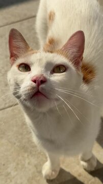 Funny ginger meowing cat looking up, vertical video.