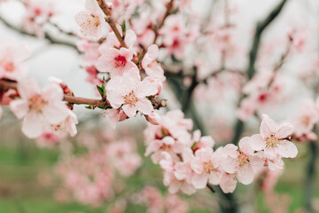 Obraz premium Close-up of blooming almond trees in spring. Delicate pink and white flowers in soft natural light. Ideal for seasonal backgrounds, wallpapers, and floral-themed designs