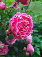 Blühende pinkfarbene Rose nach dem Regen