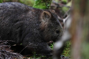 wombat