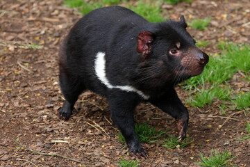 tasmanian devil