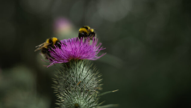 A close-up shot capturing two bumblebees busily pollinating a vibrant purple thistle flower.