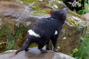 tasmanian devil