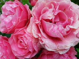 Üppige pinkfarbene Rosen nach dem Regen