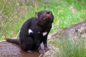 tasmanian devil