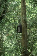 Birdhouse on a Tree in the Forest. A rustic birdhouse is affixed to the trunk of a tall tree, surrounded by the lush green foliage of a dense forest. 