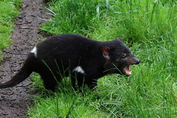 tasmanian devil
