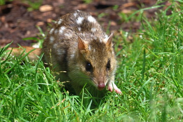eastern quoll