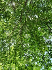 Trees in the forest landscape