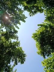 Sun shining through trees