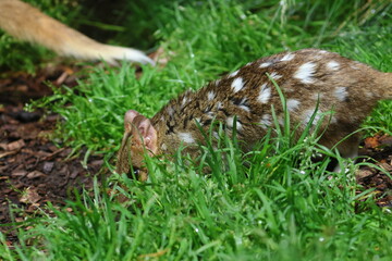 eastern quoll