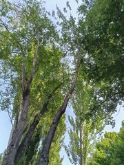 trees and sky