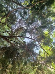 Trees in the woods