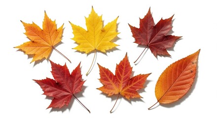Fototapeta premium Autumnal Leaf Collection: Vibrant Red, Orange, and Yellow Maple Leaves Isolated on White