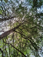 trees and sky
