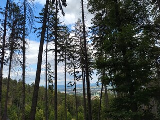trees in the forest