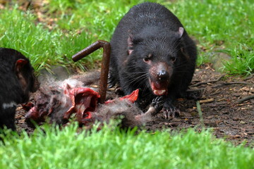 tasmanian devil