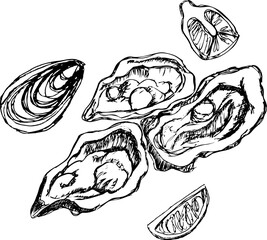 Hand-drawn oysters and lemon slices on white background  