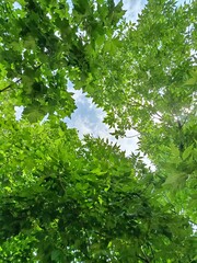 green forest in the morning