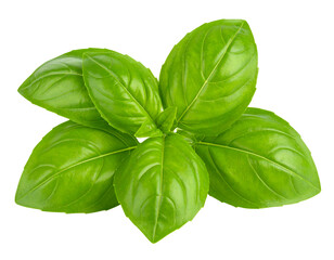 Freshly picked vibrant green basil leaves arranged beautifully, highlighting their natural beauty and culinary appeal.