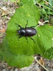 bug on a leaf